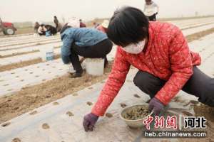 中药材种植基地(河北南宫：中药材种植走出乡村振兴特色路)