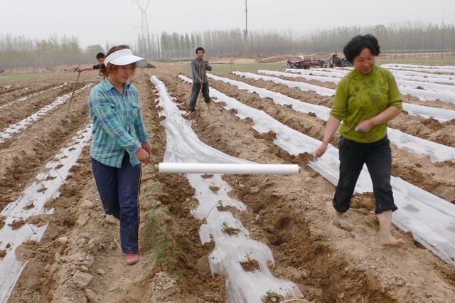 西瓜种植的方法和技术，这样种出的西瓜又大又甜还高产