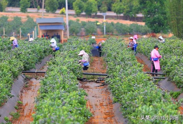 种植蓝莓如何提高开花坐果率？教你两招