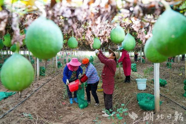 新洲：青瓜蒌喜丰收 村民采摘乐悠悠