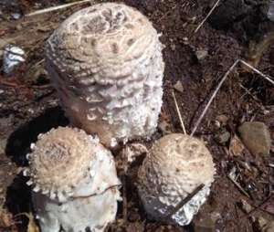 鸡腿菇大棚种植(都说鸡腿菇种植容易，岂知有难点，解决难点，要特别注意3方面)