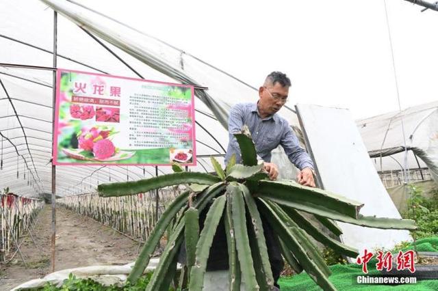 六旬台商成都种热带水果：推广技术共同致富才是“结果”