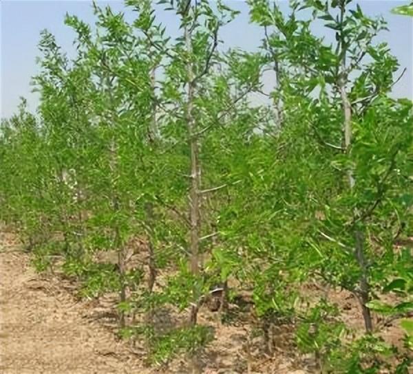 大枣种植的技术是什么，这样种植可以实现优质和高产