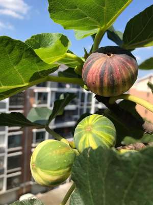 室内种植无花果吉利吗(阳台盆栽无花果，种植管理容易，结果量大，口味清甜，很值得拥有)