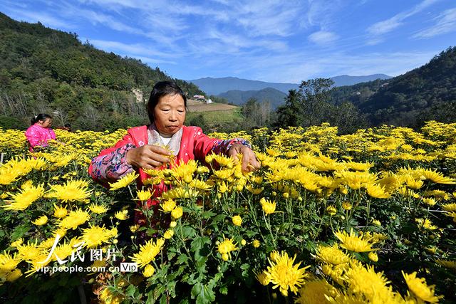 湖北保康：金丝皇菊开出“致富花”