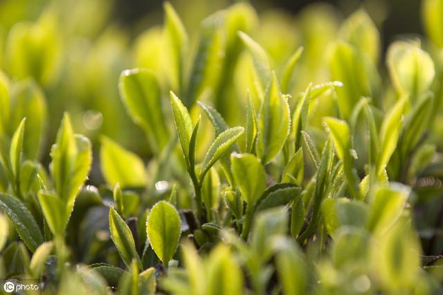 怎样才能提高茶籽播种出芽率？学会以下4点，包您掌握种植诀窍