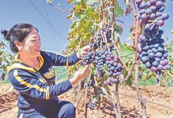 左权石匣乡狮岩村百亩葡萄迎来采摘季