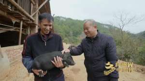 在山上种植什么好(乡村振兴中国行｜让山里物产“走出去”福建上杭：槐猪、蜜柚、萝卜干、乌梅，四个宝贝富