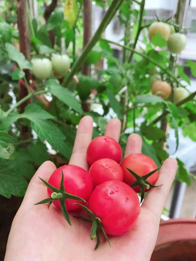 7步骤栽种小番茄，摘芯、摘腋芽、搭支架，轻松不在话下