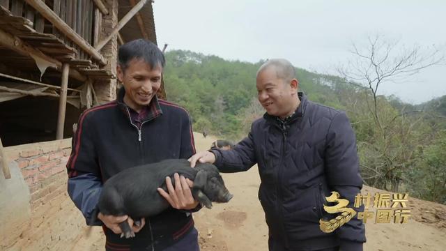 乡村振兴中国行｜让山里物产“走出去”！福建上杭：槐猪、蜜柚、萝卜干、乌梅，四个宝贝富民增收