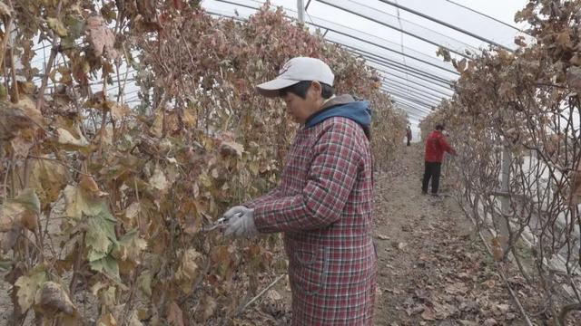 葡萄冬季修剪助力葡农增收