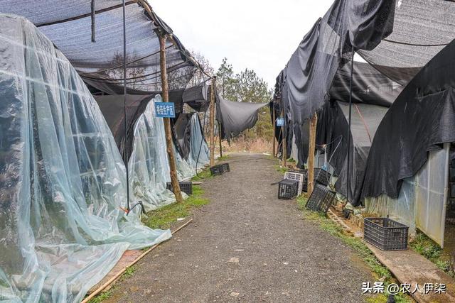 我学习了鸡枞种植技术，觉得离致富不远了，但结局有些意外