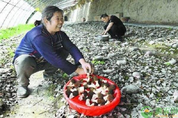 延安富县通过掌握羊肚菌种植技术，让羊肚菌火起来，让村民富起来