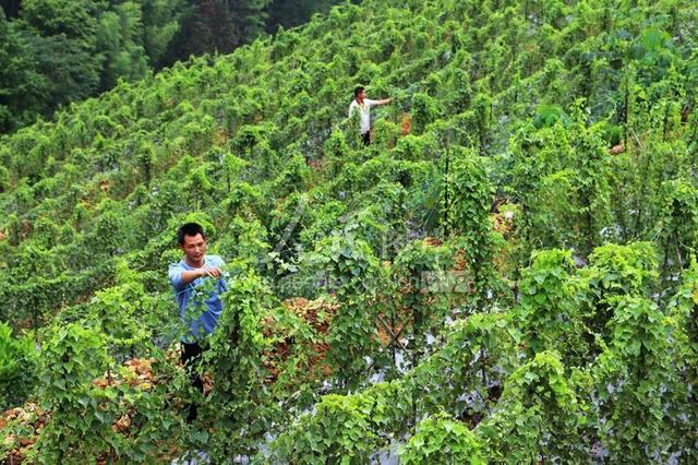 江西安福：中药材种植助农增收