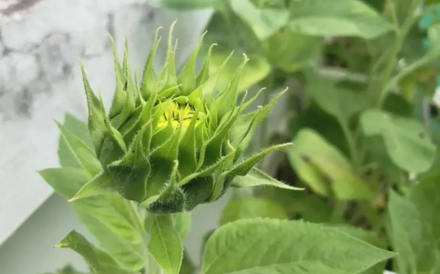 欣欣向荣的向日葵，哪个季节种植最理想？