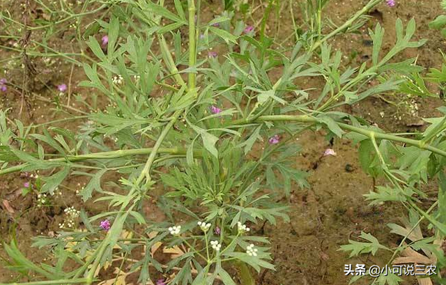 防风种植想要产量高，时间和方法是关键，新手一定要看