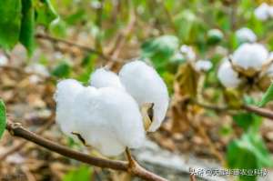 棉花籽怎么种植(棉花种植管理要点，农民：高亩产都是怎么种出来的？)