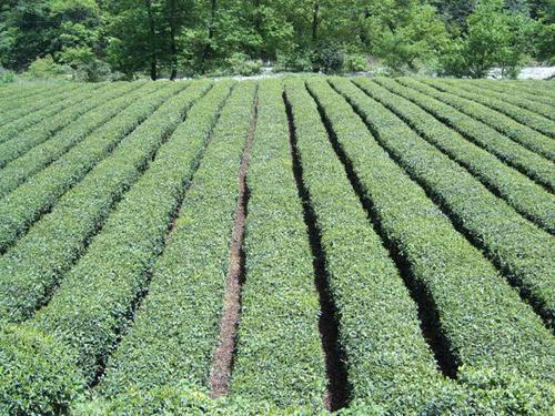 青梅园套种茶叶栽培技术，茶叶效益分析，以下几点做到增收高产