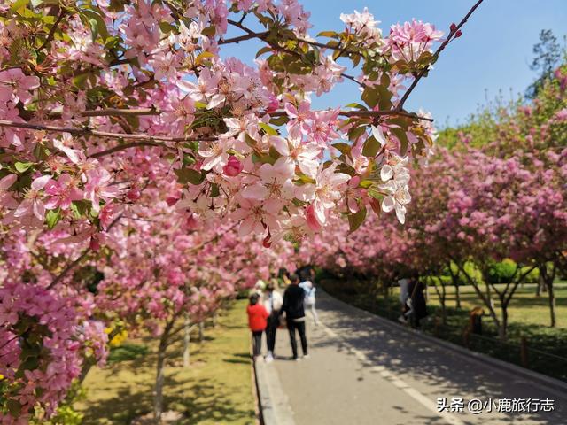 郑州市区5大免费赏花地，公交地铁直达，清明出游正当时