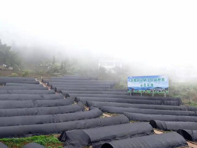 小康圆梦｜四川宜宾屏山小小羊肚菌“助力”300余农户增收致富