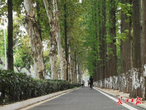 武汉“最美林荫道”这些树种得最多