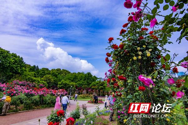 红网观察丨湖南花木博览会，看“花经济”一路生花