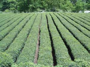 青梅树怎么种植(青梅园套种茶叶栽培技术，茶叶效益分析，以下几点做到增收高产)