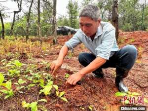 江西省中药材种植(护生态、鼓口袋 江西南昌林下经济走出绿色致富路)