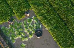 江苏茭白种植基地(江苏太仓：水田蔬菜采收忙)