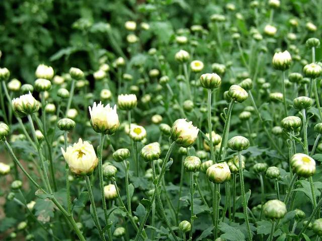 《道地药材》杭白菊