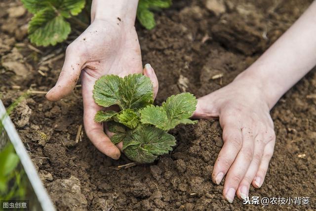 八九月份定植草莓刚刚好，这样栽种管理，缓苗成活率高不少