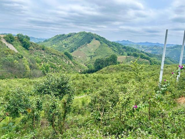 工行册亨支行：“种植e贷·油茶贷”助力油茶果变致富果