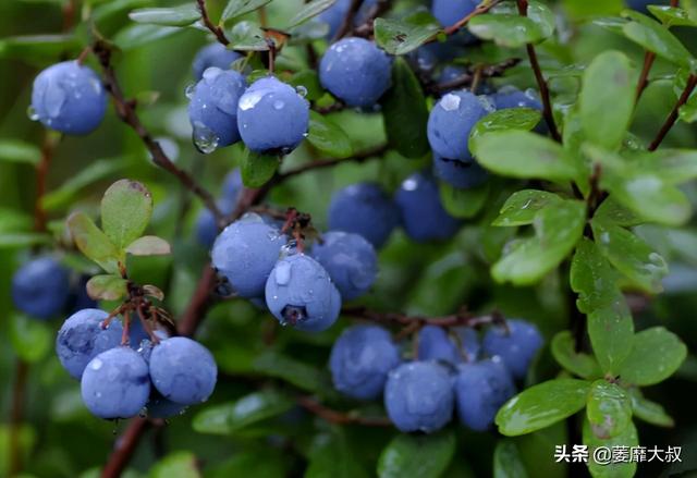 把蓝莓种阳台，掌握关键几点，蓝莓结成串、果子又多又甜，真值