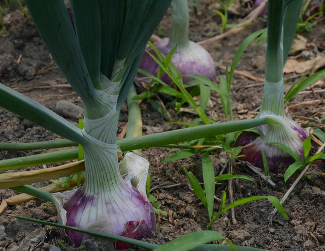 洋葱怎么种植产量高？高级农艺教你4个种植方法