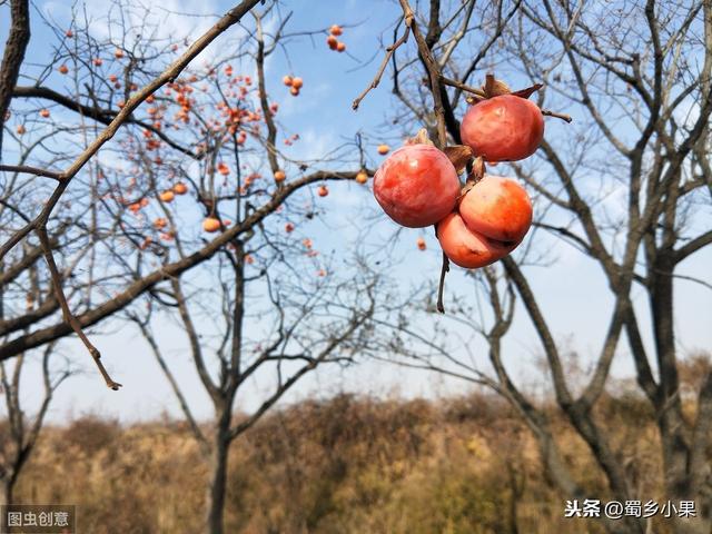 柿子栽培技术：定植、土壤、施肥管理三要素，掌握轻松丰产