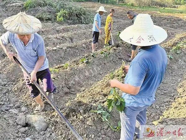 12小时清理1公顷非法种植巨尾桉！市县乡三级联动迅速处置一起耕地“非粮化”事件