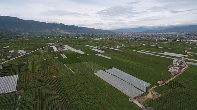 「今日宾川」标准化种植成效显 宾川葡萄效益好