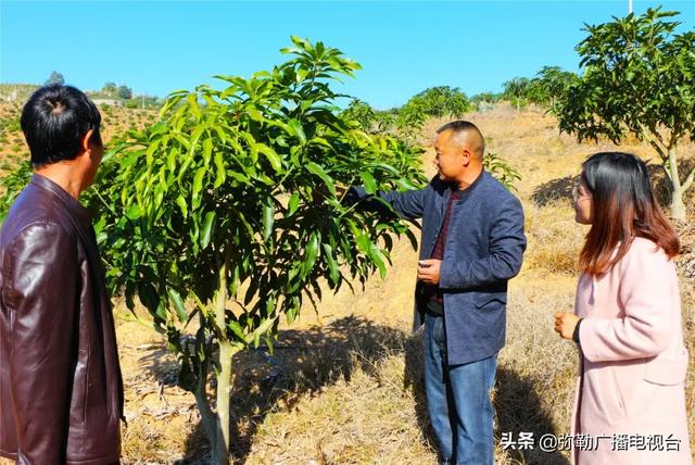 弥勒“芒果之乡”！要黄啦！远销北京等地！“荒山”变“金山”