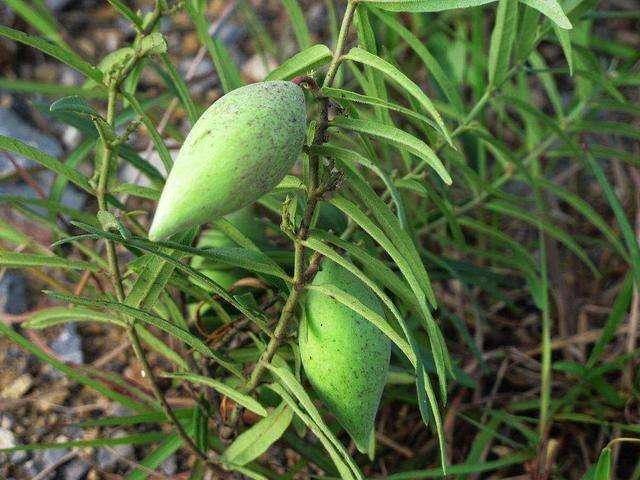 农村这种野草，作用很大，你了解种植方法吗？