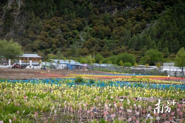 探秘西藏“天麻之乡”！海拔最高的天麻如何养成｜粤藏山海情④