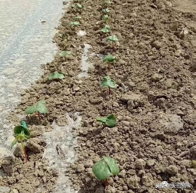 你种植棉花的时间和方法是否都是正确的？赶快来学习一下吧