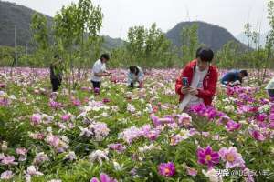 北京药材种植(北京怀柔九渡河镇药材基地芍药花进入盛花期吸引市民拍照观赏)