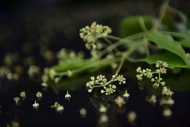 樟木防虫？樟：我没说过