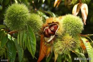 种植栗子树(板栗树的种植方法和注意要点)