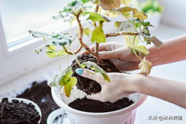 打造花地毯：北墙根儿最佳种植技巧解析