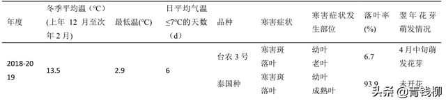 “台农3号”莲雾在南宁的引种表现及主要栽培技术