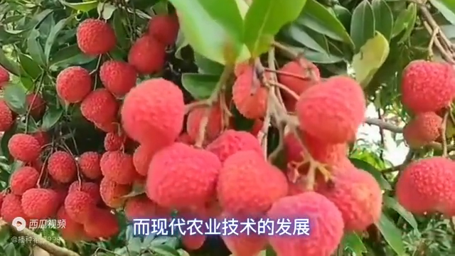 【视频】绿色荔枝种植与荔枝品质的提升