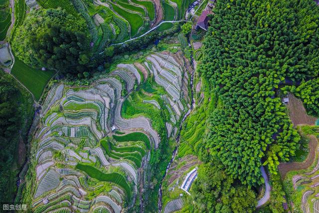 要想科学种植茶树，以下这3点不可忽视，学会种出高产优质茶园！