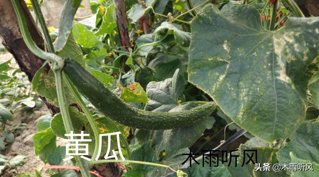 7月适合种植哪些什么农作物？秋菜种植正当时，错过要等下年