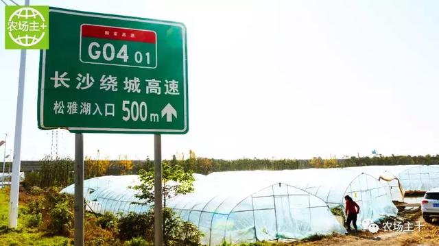 30亩简易草莓园1年净赚80万，91年的他到底怎么种草莓